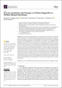 Iron accumulation and changes in cellular organelles in wdr45 mutant fibroblasts